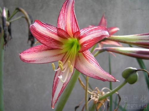 Striped Panther 3.JPG